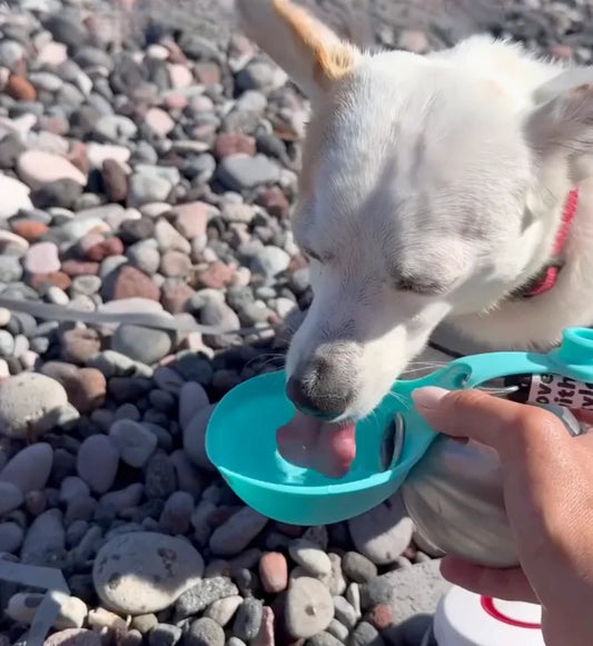 PawDrop Pro | Den smarta vattenflaskan som alltid är redo — precis som din hund.